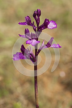 Anacamptis papilionacea blossoming in spring