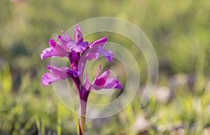 Anacamptis papilionacea wild flowers blooming