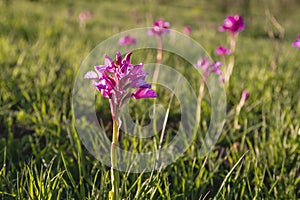 Anacamptis papilionacea wild flowers blooming