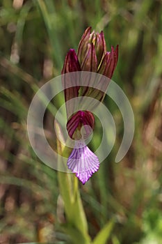 Anacamptis papilionacea - Wild plant shot in the spring