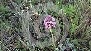 Anacamptis pyramidalis, the pyramidal orchid.