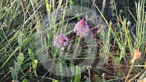 Anacamptis pyramidalis, the pyramidal orchid.