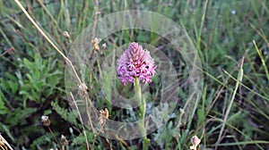 Anacamptis pyramidalis, the pyramidal orchid.