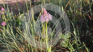 Anacamptis pyramidalis, the pyramidal orchid.