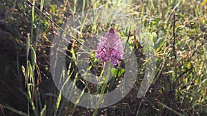 Anacamptis pyramidalis, the pyramidal orchid.