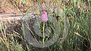 Anacamptis pyramidalis, the pyramidal orchid.