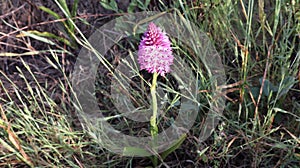 Anacamptis pyramidalis, the pyramidal orchid.