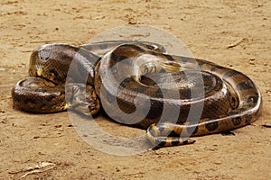 Anaconda photo