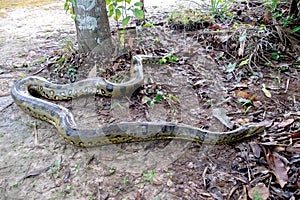 Anaconda