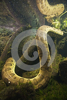 Anaconda eunectes murinus