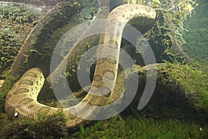 Anaconda eunectes murinus