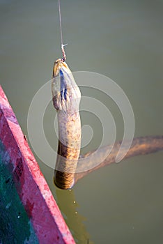 Anaconda on a Fishhook