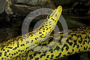 ANACONDA JAUNE eunectes notaeus