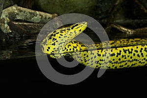 ANACONDA JAUNE eunectes notaeus