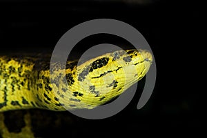 ANACONDA JAUNE eunectes notaeus