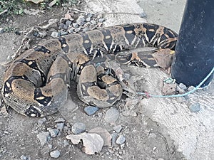 Anaconda serpiente photo