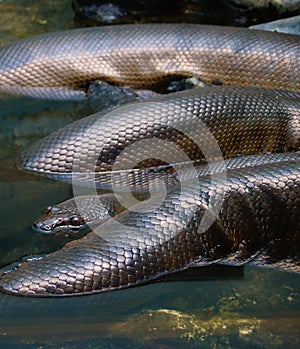 Anaconda snake