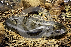 Anaconda snake coiled