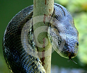 Anaconda snake coiled