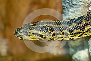 Anaconda snake. Eunectes murinus.