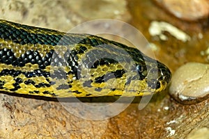 Anaconda snake. Eunectes murinus.