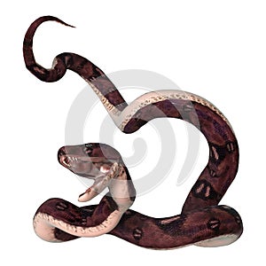 Anaconda Snake on White