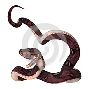 Anaconda Snake on White photo