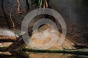 Es un un poco de serpiente de gigante. selectivo concentrarse copiar espacio 