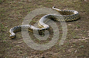 ANACONDA VERT eunectes murinus