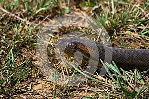 Anacondaâ€™s head in the grass hissing
