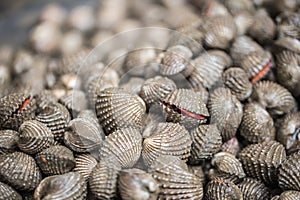 Anadara granosa or fresh Blood cockle unclean seafood photo