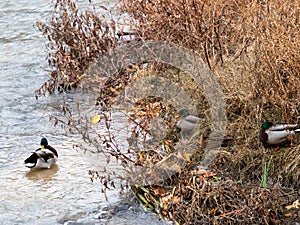 Real duck photo