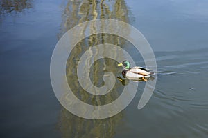 Anade real swimming in the lake photo