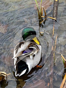 Anade real swimming in the Manzanares rive photo