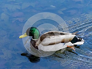 Anade real swimming in the Manzanares river, Madrid, Spain photo