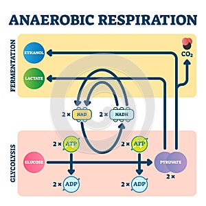 Anaerobic respiration vector illustration. Glycolysis and fermentation scheme