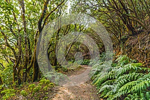 Anaga Mountains in Tenerife with ancient forests photo