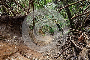 Anaga Natural Park Pathway