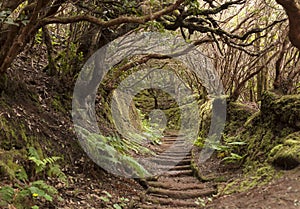 Anaga rain Forest in Tenerife