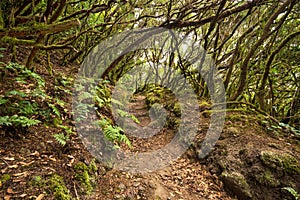 Anaga rain forest in Tenerife island, Canary islands, Spain. photo