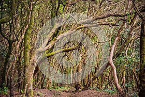 Anaga Rural Park - ancient rain forest on Tenerife, Canary Islands. Hiking trail