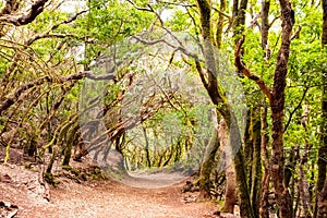 Anaga Rural Park - ancient rain forest on Tenerife, Canary Islands. Hiking trail