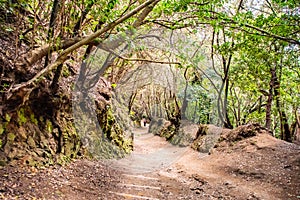 Anaga Rural Park - ancient rain forest on Tenerife, Canary Islands. Hiking trail