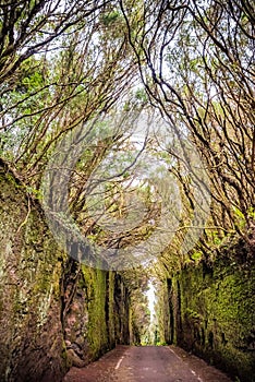 Anaga Rural Park - ancient rain forest on Tenerife, Canary Islands. Hiking trail