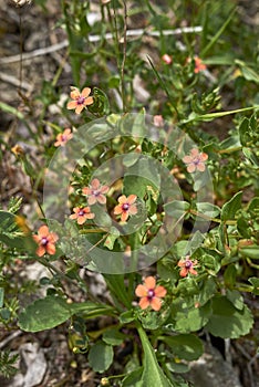 Anagallis arvensis in bloom