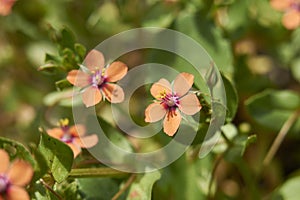 Anagallis arvensis in bloom