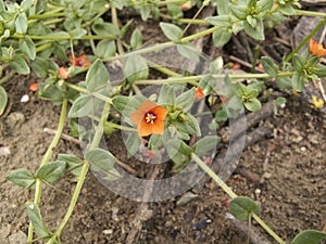 Anagallis arvensis red flowers