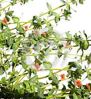 Anagallis arvensis - Scarlet pimpernel common weed