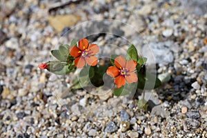 Anagallis arvensis - Wild plant shot in the summer.