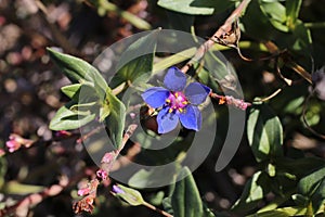 Anagallis foemina, Primulaceae